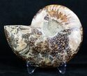 Inch Split Ammonite (Half) #3341-1